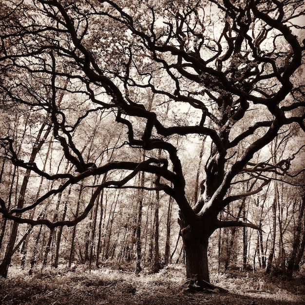 Foto barer baum im wald