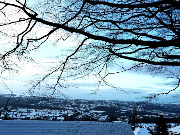 Foto barer baum im winter