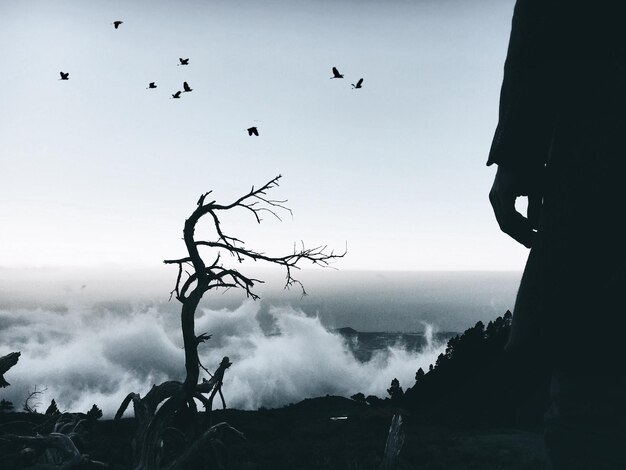 Barer Baum vor ruhigem Meer