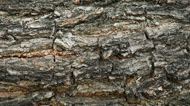 Bark Tree Textur Hintergrund