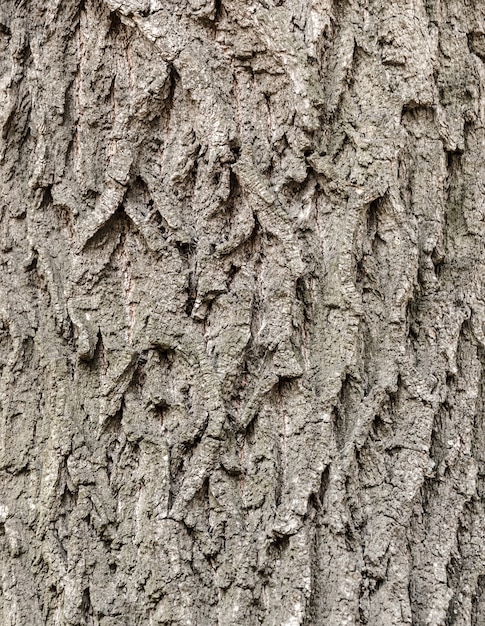 Bark Tree Textur Vollbild in der Natur