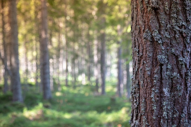 Barke des Baums im Wald für Textnachricht, Kopienraum.