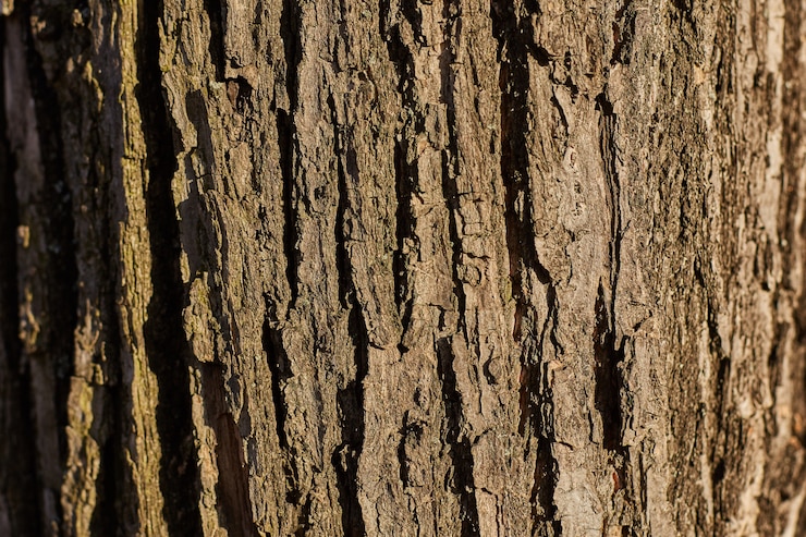 Foto barke einer großen baumnahaufnahme. hintergrund, textur