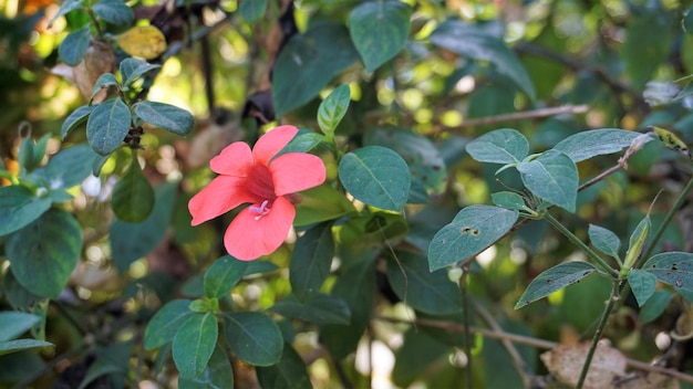 Barleria repens, auch bekannt als korallenrote Ruellia