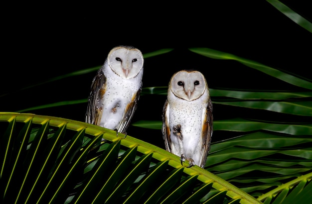 Barn Owl Tyto albaBeautiful Birds of Thailand