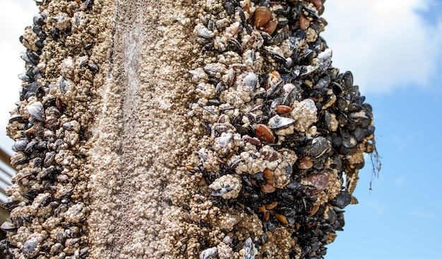 Barnacle e músculos em uma massa em um poste