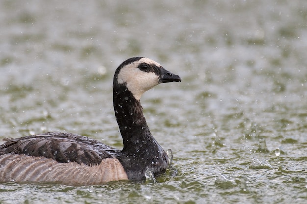 Barnacle goose nada no lago sob forte chuva. branta leucopsis.