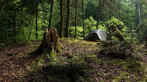 Barraca do turista na floresta