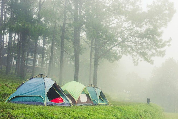 Barraca do turista na névoa & na névoa. acampar no pinhal.