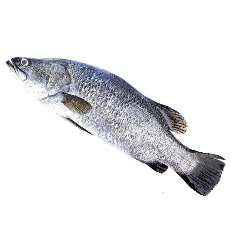 Foto barramundi auf weißem hintergrund