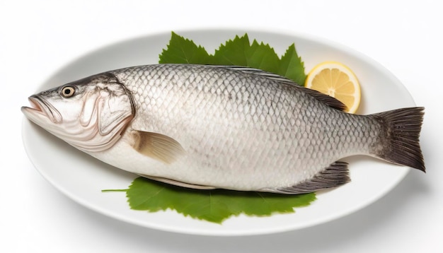 Barramundi- oder Seebassfisch in einer Schüssel, isoliert auf weißem Hintergrund