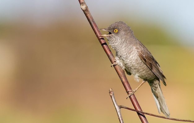 Barred Warbler o pássaro senta-se no caule da planta e canta