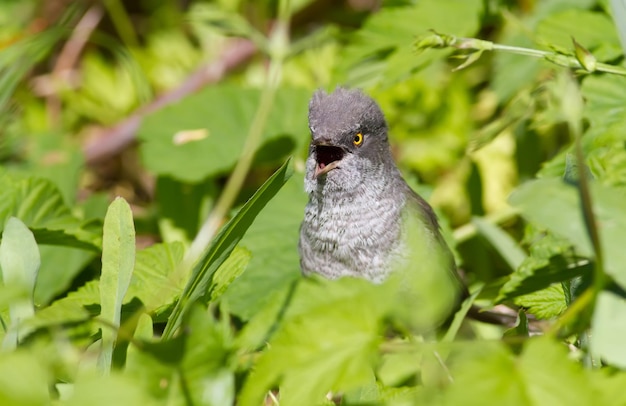 Barred Warbler Sylvia nisoria pájaro que sobresale de un denso arbusto y canta temprano en la mañana