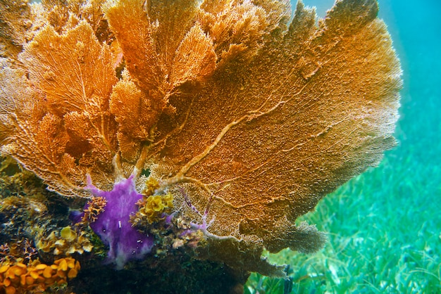 Barreira mesoamericana grande recife maia