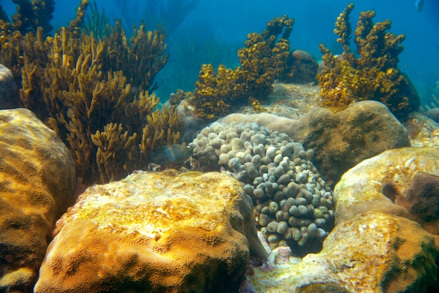 Barreira Mesoamericana Grande Recife Maia