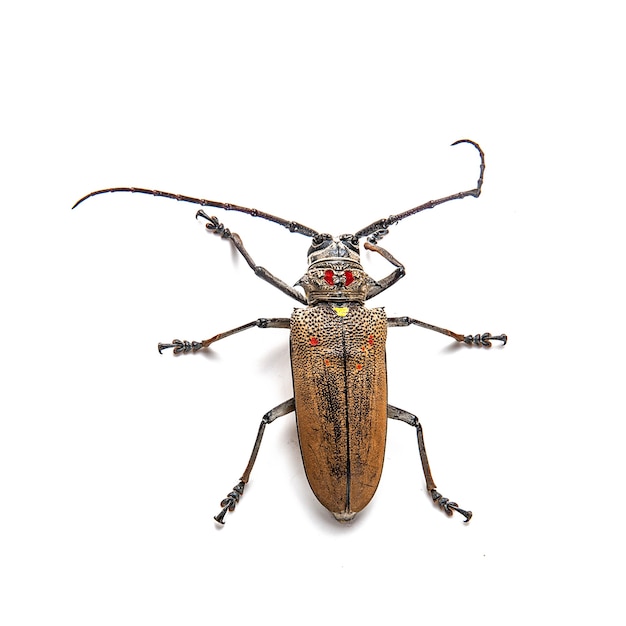 El barrenador de árboles (Batocera rufomaculata) aislado sobre un fondo blanco.