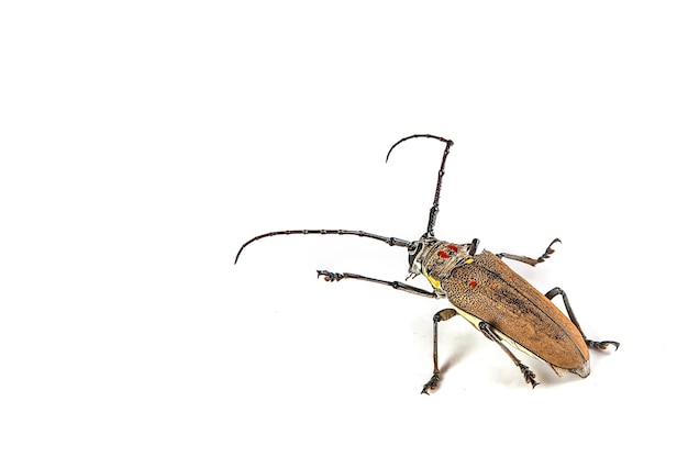 El barrenador de árboles (Batocera rufomaculata) aislado sobre un fondo blanco.