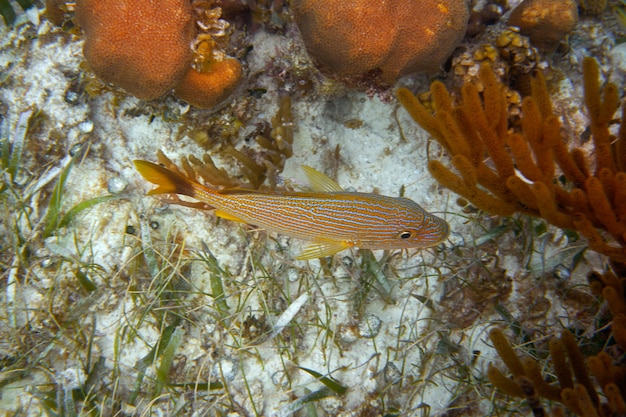 Barrera mesoamericana gran arrecife maya