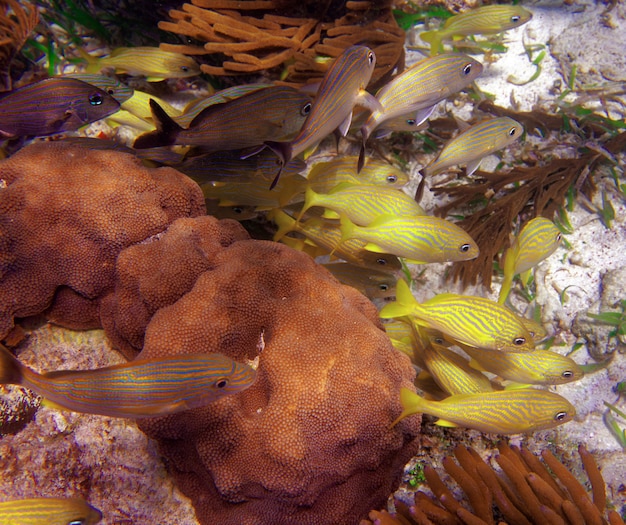 Barrera mesoamericana gran arrecife maya