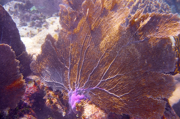 Barrera mesoamericana gran arrecife maya