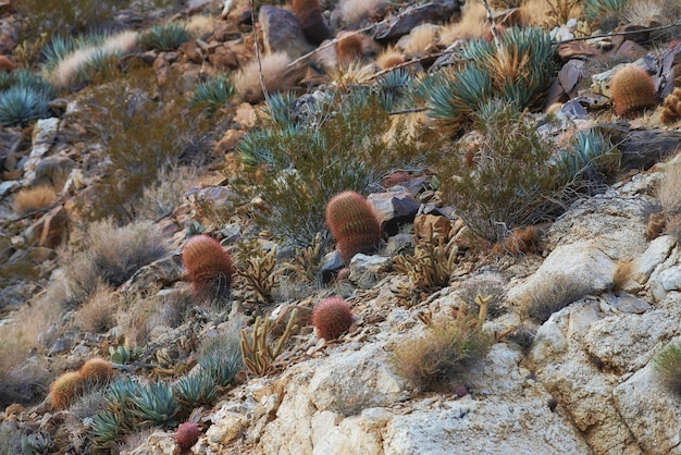 Barril Cactus Barril Cactus Ferocactus cylindraceus en el desierto de AnzaBorrego en el sur de California, EE.UU.