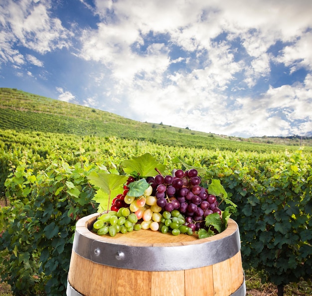 Barril con diferentes tipos de uva sobre colinas de viñedos