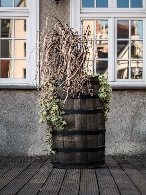 Barril velho A composição das plantas secas