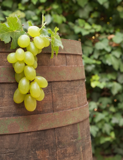 Barril de vino y vid de uva