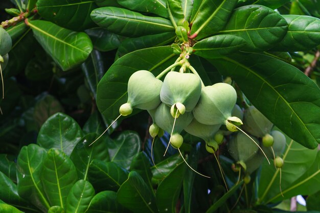 Barringtonia asiatica con frutas cuadradas Hermoso fondo de plantas tropicales