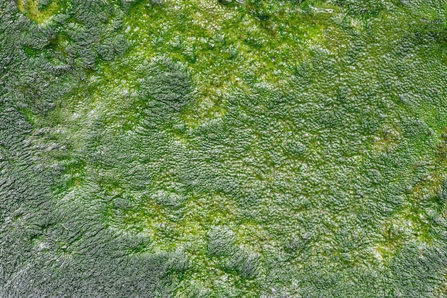 Barro verde en la superficie del estanque Textura y patrón de algas spirogyra