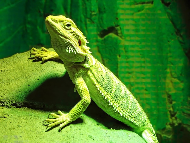 Bartagama Lat Pogona barbata ist eine Agam-Eidechsenart. Bartagamen Eine Eidechsenart aus der Familie der Agamovidae