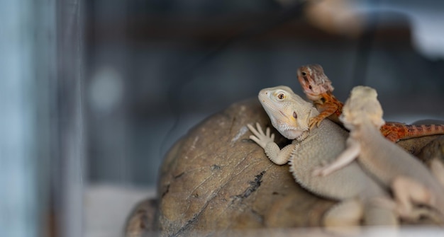 Bartagame auf Boden mit unscharfem Hintergrund