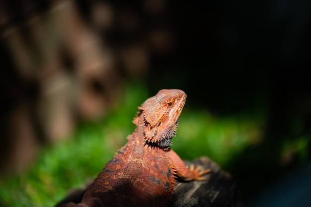 Bartagame auf Boden mit unscharfem Hintergrund