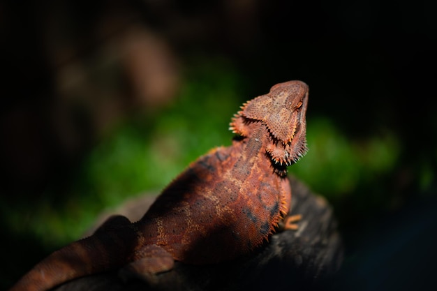 Bartagame auf Boden mit unscharfem Hintergrund