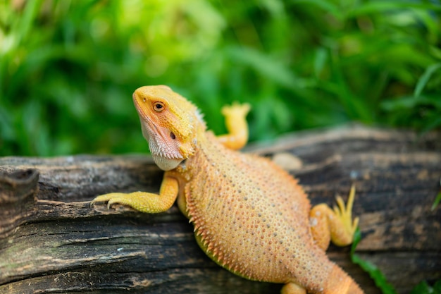 Bartagame auf Boden mit unscharfem Hintergrund