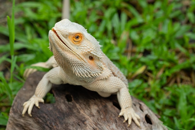 Bartagame auf Boden mit unscharfem Hintergrund