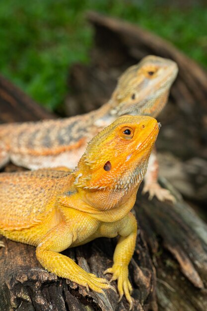 Bartagame auf Boden mit unscharfem Hintergrund