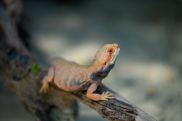 Bartagame auf Boden mit unscharfem Hintergrund