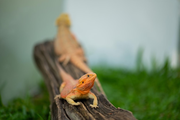 Bartagame auf Boden mit unscharfem Hintergrund