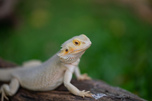 Bartagame auf Boden mit unscharfem Hintergrund