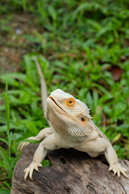 Bartagame auf Boden mit unscharfem Hintergrund