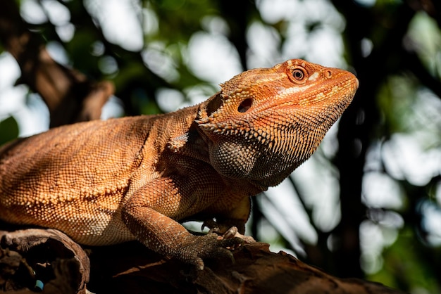 Bartagame auf Boden mit unscharfem Hintergrund