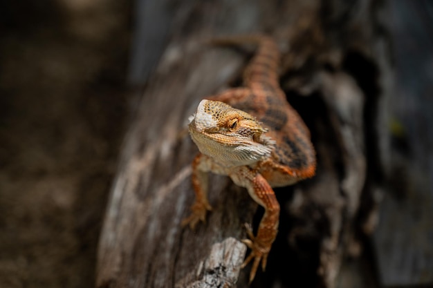 Bartagame auf Boden mit unscharfem Hintergrund