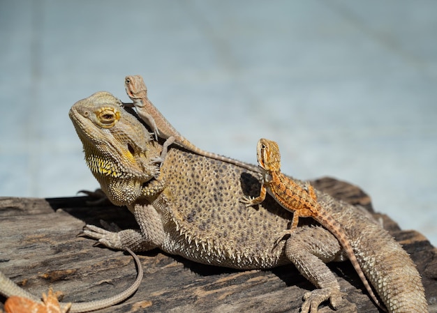 Bartagame auf Boden mit unscharfem Hintergrund