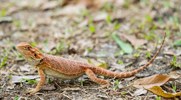 Bartagame auf Boden mit unscharfem Hintergrund