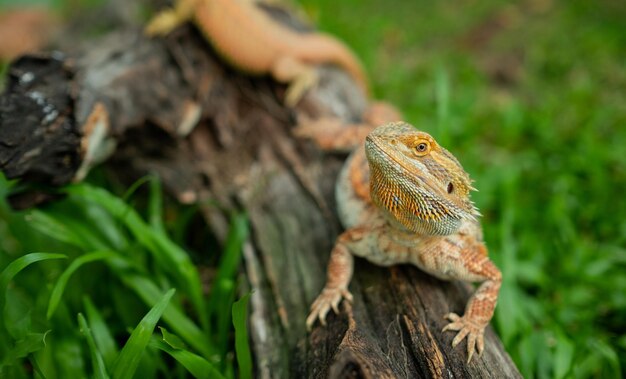 Bartagame auf Boden mit unscharfem Hintergrund