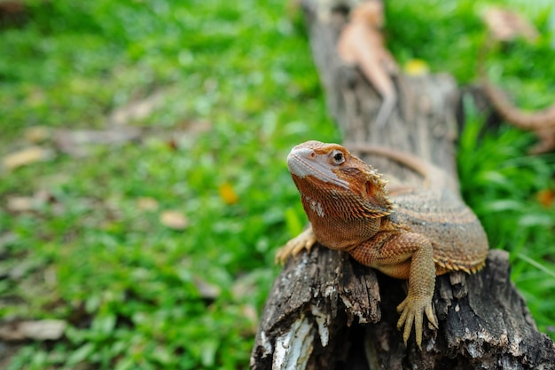 Bartagame auf Boden mit unscharfem Hintergrund