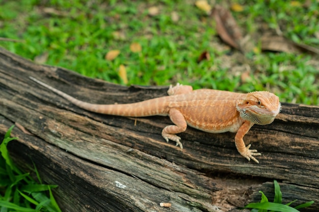 Bartagame auf Boden mit unscharfem Hintergrund