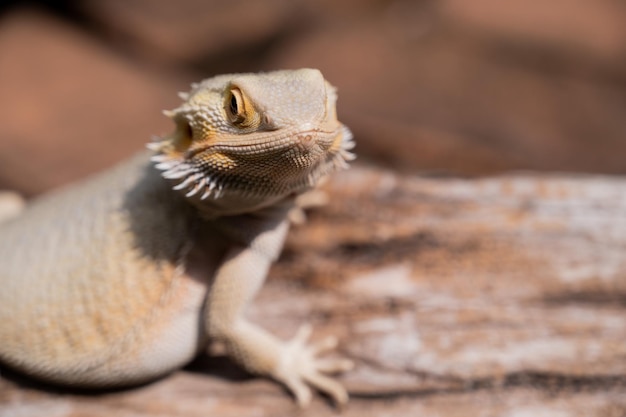 Bartagame auf dem Boden mit Unschärfe backgroundxA