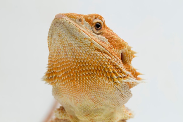 Bartagame Pogona vitticeps isoliert auf weißem Hintergrund